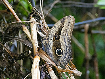 Teucer owl butterfly, Caligo teucer, on undergrowth in the undergrowth within the Pacaya Samiria Preserve, Peru.