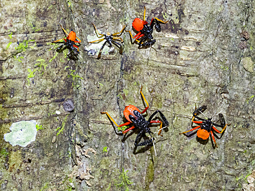 A small insect, Calliclopius nigripes, on a tree in the undergrowth within the Pacaya Samiria Preserve, Peru.