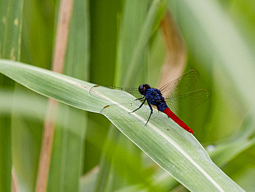 Flame-tailed pondhawk, Arythemis peruviana, on a leaf in the undergrowth within the Pacaya Samiria Preserve, Peru.