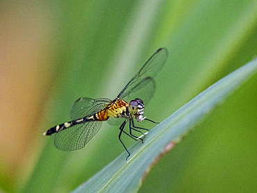 Common blue-eye dragonfly, Anatya guttata, on a leaf in the undergrowth within the Pacaya Samiria Preserve, Peru.