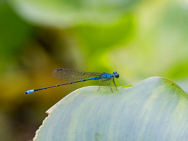 Tiny forktail dragonfly, Ischnura capreolus, on a leaf in the undergrowth within the Pacaya Samiria Preserve, Peru.