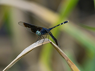 Dragonlet, Erythrodiplax attenuata, on a leaf in the undergrowth within the Pacaya Samiria Preserve, Peru.