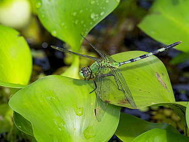 Great pondhawk, Erythemis vesiculosa, on a leaf in the undergrowth within the Pacaya Samiria Preserve, Peru.