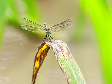 Great pondhawk, Erythemis vesiculosa, on a leaf in the undergrowth within the Pacaya Samiria Preserve, Peru.