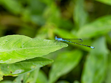 Narrow-winged damselfly, Family Coenagrionidae , on a leaf in the undergrowth within the Pacaya Samiria Preserve, Peru.