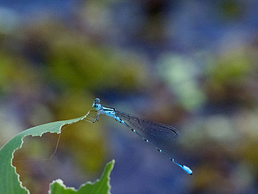 Narrow-winged damselfly, Family Coenagrionidae , on a leaf in the undergrowth within the Pacaya Samiria Preserve, Peru.