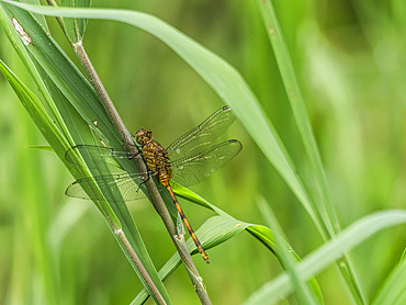 Pondhawks from the Genus Erythemis, on a leaf in the undergrowth within the Pacaya Samiria Preserve, Peru.