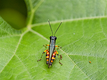 Suriname grasshopper, Tetrataenia surinama, on a leaf in the undergrowth within the Pacaya Samiria Preserve, Peru.