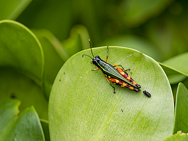 Suriname grasshopper, Tetrataenia surinama, on a leaf in the undergrowth within the Pacaya Samiria Preserve, Peru.