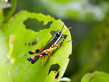 Suriname grasshopper, Tetrataenia surinama, on a leaf in the undergrowth within the Pacaya Samiria Preserve, Peru.