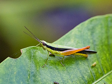 Grasshopper, Cornops frenatum, on a leaf in the undergrowth within the Pacaya Samiria Preserve, Peru.
