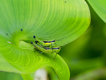 A pair of mating grasshoppers, Cornops frenatum, on a leaf in the undergrowth within the Pacaya Samiria Preserve, Peru.