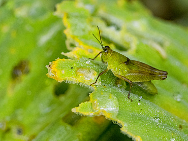 Adult grasshopper, Paulinia acuminata, on a leaf in the undergrowth within the Pacaya Samiria Preserve, Peru.