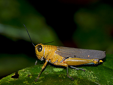 Adult giant red-winged grasshopper, Tropidacris cristata, on a leaf within the Pacaya Samiria Preserve, Peru.