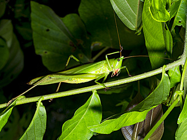Adult grasshopper, Copiphora gracilis, on a leaf in the undergrowth within the Pacaya Samiria Preserve, Peru.