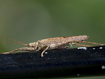Adult grasshopper, Supertribe Pleminiiti, on a leaf in the undergrowth within the Pacaya Samiria Preserve, Peru.