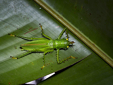 Adult spiny devil katydid, Panacanthus cuspidatus, on a leaf within the Pacaya Samiria Preserve, Peru.