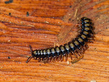 Adult paradoxical keeled millipede, Family Paradoxosomatidae, on a stump within the Pacaya Samiria Preserve, Peru.
