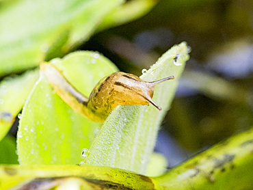 Adult slug, Genus Stylommatophora, on a leaf within the Pacaya Samiria Preserve, Peru.