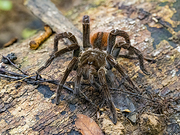 Adult Ecuadorian brown velvet tarantula, Megaphobema velvetosoma, on a stump within the Pacaya Samiria Preserve, Peru.