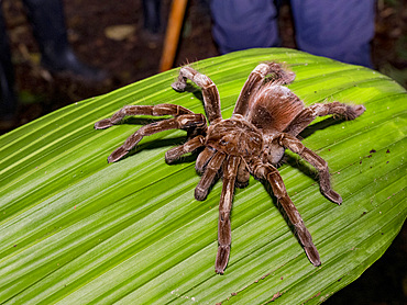 Adult Ecuadorian brown velvet tarantula, Megaphobema velvetosoma, on a leaf within the Pacaya Samiria Preserve, Peru.