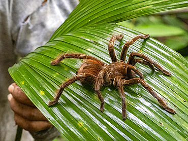 Adult Ecuadorian brown velvet tarantula, Megaphobema velvetosoma, on a leaf within the Pacaya Samiria Preserve, Peru.