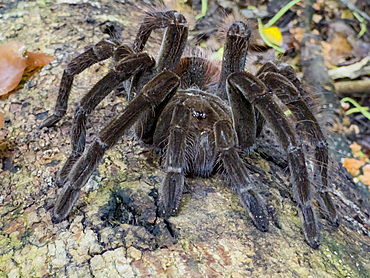 Adult Ecuadorian brown velvet tarantula, Megaphobema velvetosoma, on a stump within the Pacaya Samiria Preserve, Peru.