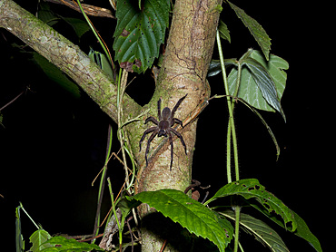 Adult Brazillian wandering spider, Phoneutris boliviensis, on a tree within the Pacaya Samiria Preserve, Peru.