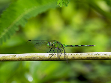 Great pondhawk, Erythemis vesiculosa, on a leaf in the undergrowth within the Pacaya Samiria Preserve, Peru.