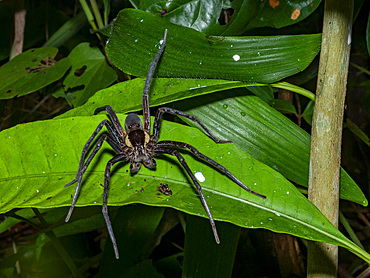 Adult spider, Ancylometes rufus, on a leaf within the Pacaya Samiria Preserve, Peru.