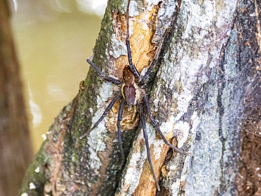 Adult spider, Ancylometes rufus, on a tree within the Pacaya Samiria Preserve, Peru.