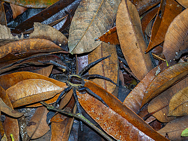Adult spider, Ancylometes rufus, on a leaf within the Pacaya Samiria Preserve, Peru.