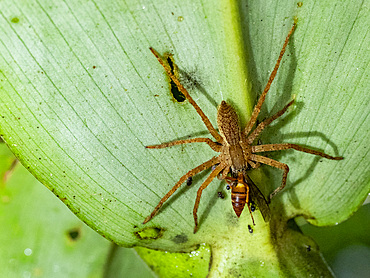 Adult American nursery web spider, Pisaurina mira, feeding on a wasp within the Pacaya Samiria Preserve, Peru.