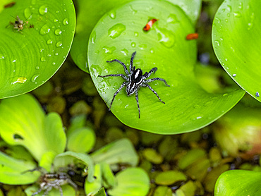 Adult jumping spider, Leptofreya ambigua, on a leaf within the Pacaya Samiria Preserve, Peru.