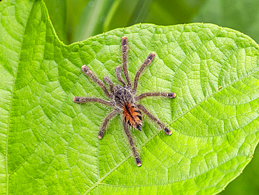 A juvenile Peruvian pinktoe tarantula, Avicularia juruensis, on a leaf within the Pacaya Samiria Preserve, Peru.