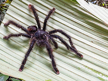 An adult Peruvian pinktoe tarantula, Avicularia juruensis, on a leaf within the Pacaya Samiria Preserve, Peru.