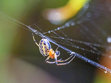 An adult spider, Alpaida veniliae, in its web within the Pacaya Samiria Preserve, Peru.