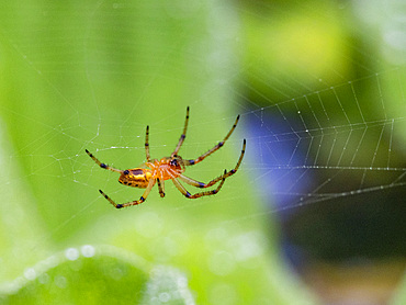 An adult spider, Alpaida veniliae, in its web within the Pacaya Samiria Preserve, Peru.