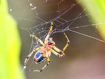 An adult spider, Alpaida veniliae, in its web within the Pacaya Samiria Preserve, Peru.