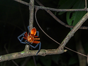 An adult spider, Genus Sadala, on a tree at night within the Pacaya Samiria Preserve, Peru.