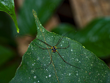 An adult daddy longlegs spider, Tribe Discosomaticini, on a tree at night within the Pacaya Samiria Preserve, Peru.