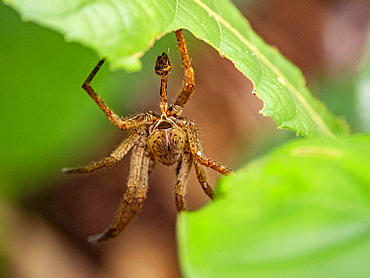 An adult spider, Phoneutria boliviensis, hanging from its web within the Pacaya Samiria Preserve, Peru.