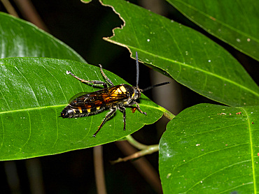An adult yellow-banded polybia wasp, Polybia ocidentalis, on a tree at night within the Pacaya Samiria Preserve, Peru.