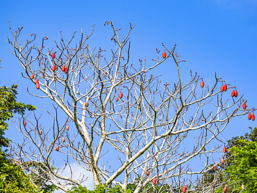 Munguba, Pseudobombax munguba, a kapok tree within the Pacaya Samiria Preserve, Peru.