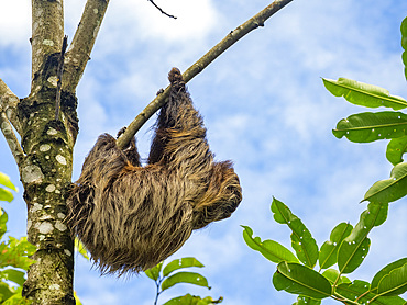 An adult Linnaeus's two-toed sloth, Choloepus didactylus, climbing a tree within the Pacaya Samiria Preserve, Peru.