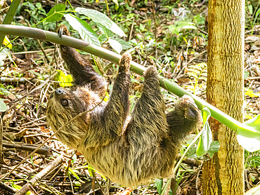 An adult Linnaeus's two-toed sloth, Choloepus didactylus, climbing a tree within the Pacaya Samiria Preserve, Peru.