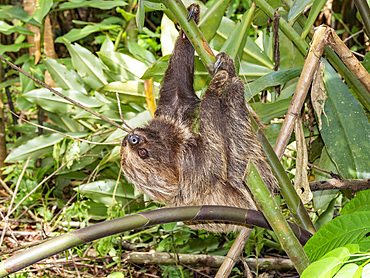 An adult Linnaeus's two-toed sloth, Choloepus didactylus, climbing a tree within the Pacaya Samiria Preserve, Peru.