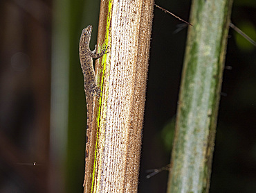 An adult bridled forest gecko, Gonatodes humeralis, climbing a tree within the Pacaya Samiria Preserve, Peru.