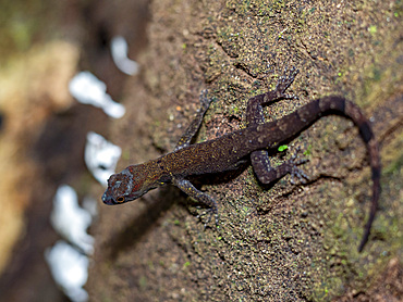 An adult bridled forest gecko, Gonatodes humeralis, climbing a tree within the Pacaya Samiria Preserve, Peru.