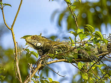 An adult green Iguana, Iguana iguana, basking in a tree within the Pacaya Samiria Preserve, Peru.